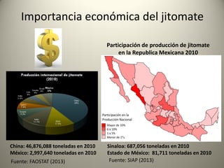 Importancia económica del jitomate
China: 46,876,088 toneladas en 2010
México: 2,997,640 toneladas en 2010
Fuente: FAOSTAT (2013)
Participación de producción de jitomate
en la Republica Mexicana 2010
Fuente: SIAP (2013)
Sinaloa: 687,056 toneladas en 2010
Estado de México: 81,711 toneladas en 2010
 