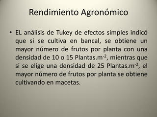 Rendimiento Agronómico
• EL análisis de Tukey de efectos simples indicó
que si se cultiva en bancal, se obtiene un
mayor número de frutos por planta con una
densidad de 10 o 15 Plantas.m-2, mientras que
si se elige una densidad de 25 Plantas.m-2, el
mayor número de frutos por planta se obtiene
cultivando en macetas.
 