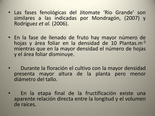 • Las fases fenológicas del Jitomate ‘Río Grande’ son
similares a las indicadas por Mondragón, (2007) y
Rodríguez et al. (2006).
• En la fase de llenado de fruto hay mayor número de
hojas y área foliar en la densidad de 10 Plantas.m-2
mientras que en la mayor densidad el número de hojas
y el área foliar disminuye.
• Durante la floración el cultivo con la mayor densidad
presenta mayor altura de la planta pero menor
diámetro del tallo.
• En la etapa final de la fructificación existe una
aparente relación directa entre la longitud y el volumen
de raíces.
 