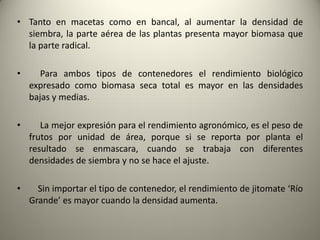 • Tanto en macetas como en bancal, al aumentar la densidad de
siembra, la parte aérea de las plantas presenta mayor biomasa que
la parte radical.
• Para ambos tipos de contenedores el rendimiento biológico
expresado como biomasa seca total es mayor en las densidades
bajas y medias.
• La mejor expresión para el rendimiento agronómico, es el peso de
frutos por unidad de área, porque si se reporta por planta el
resultado se enmascara, cuando se trabaja con diferentes
densidades de siembra y no se hace el ajuste.
• Sin importar el tipo de contenedor, el rendimiento de jitomate ‘Río
Grande’ es mayor cuando la densidad aumenta.
 
