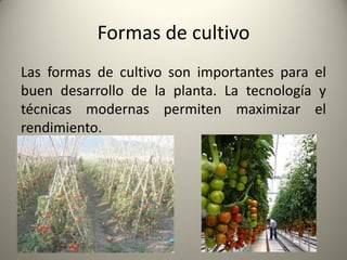 Formas de cultivo
Las formas de cultivo son importantes para el
buen desarrollo de la planta. La tecnología y
técnicas modernas permiten maximizar el
rendimiento.
 