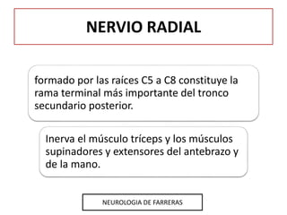 NERVIO RADIAL
formado por las raíces C5 a C8 constituye la
rama terminal más importante del tronco
secundario posterior.
I...