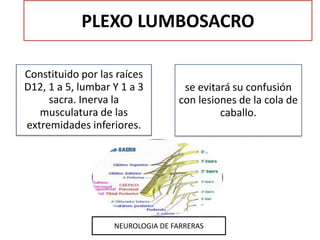 PLEXO LUMBOSACRO
Constituido por las raíces
D12, 1 a 5, lumbar Y 1 a 3
sacra. Inerva la
musculatura de las
extremidades in...
