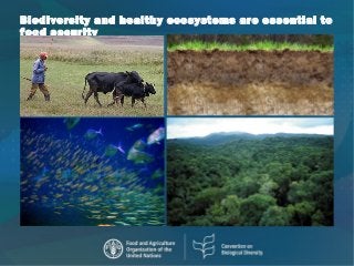 Biodiversity and healthy ecosystems are essential to
food security
 