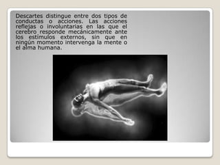 Descartes distingue entre dos tipos de
conductas o acciones. Las acciones
reflejas o involuntarias en las que el
cerebro responde mecánicamente ante
los estímulos externos, sin que en
ningún momento intervenga la mente o
el alma humana.
 