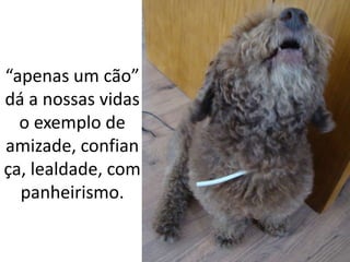 “apenas um cão”
dá a nossas vidas
  o exemplo de
amizade, confian
ça, lealdade, com
  panheirismo.
 