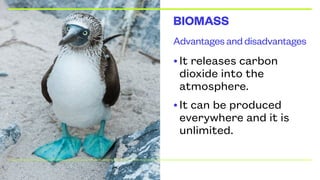 Advantages and disadvantages
BIOMASS
•It releases carbon
dioxide into the
atmosphere.
•It can be produced
everywhere and it is
unlimited.
 