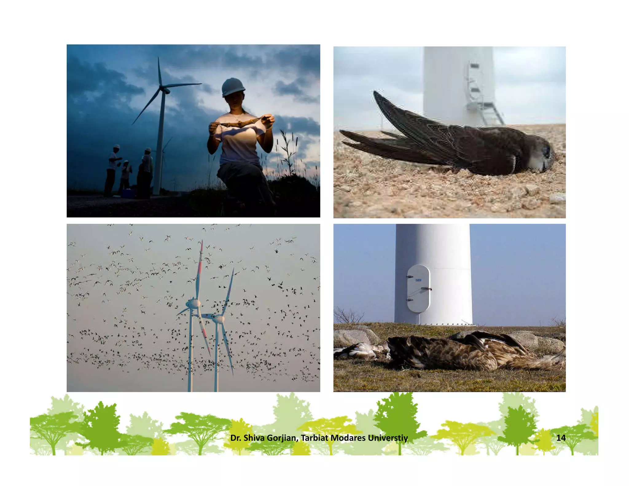 Dr. Shiva Gorjian, Tarbiat Modares Universtiy 14
 