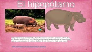 El hipopótamo es un animal grande y despiadado que vive tanto en el agua como la tierra. Se
encuentra principalmente en África. Su boca se puede abrir hasta un máximo de 4 pies y puede
aplastar como un mazazo. Se registran alrededor de 100-150 muertes al año por su causa.
3
https://es.wikipedia.org/wiki/Hippopotamus_amphibius
 