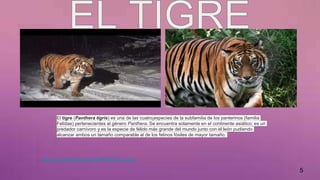 El tigre (Panthera tigris) es una de las cuatro especies de la subfamilia de los panterinos (familia
Felidae) pertenecientes al género Panthera. Se encuentra solamente en el continente asiático; es un
predador carnívoro y es la especie de félido más grande del mundo junto con el león pudiendo
alcanzar ambos un tamaño comparable al de los felinos fósiles de mayor tamaño.
5
https://es.wikipedia.org/wiki/Panthera_tigris
 
