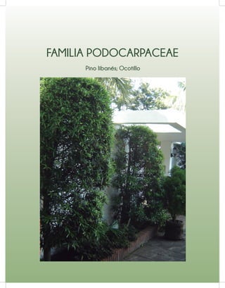 FAMILIA PODOCARPACEAE
Pino libanés; Ocotillo
 