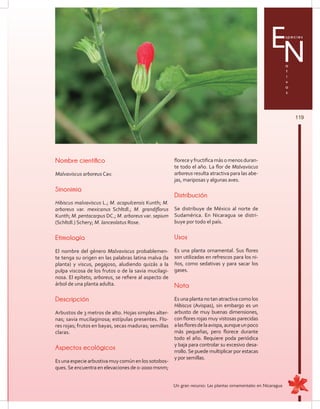 119
Especies
a
t
i
v
a
s
N
Nombre científico
Malvaviscus arboreus Cav.
Sinonimia
Hibiscus malvaviscus L.; M. acapulcensis Kunth; M.
arboreus var. mexicanus Schltdl.; M. grandiflorus
Kunth; M. pentacarpus DC.; M. arboreus var. sepium
(Schltdl.) Schery; M. lanceolatus Rose.
Etimología
El nombre del género Malvaviscus probablemen-
te tenga su origen en las palabras latina malva (la
planta) y viscus, pegajoso, aludiendo quizás a la
pulpa viscosa de los frutos o de la savia mucilagi-
nosa. El epíteto, arboreus, se refiere al aspecto de
árbol de una planta adulta.
Descripción
Arbustos de 3 metros de alto. Hojas simples alter-
nas; savia mucilaginosa; estípulas presentes. Flo-
res rojas; frutos en bayas, secas maduras; semillas
claras.
Aspectos ecológicos
Es una especie arbustiva muy común en los sotobos-
ques.Se encuentra en elevaciones de 0-2000 msnm;
floreceyfructificamásomenosduran-
te todo el año. La flor de Malvaviscus
arboreus resulta atractiva para las abe-
jas, mariposas y algunas aves.
Distribución
Se distribuye de México al norte de
Sudamérica. En Nicaragua se distri-
buye por todo el país.
Usos
Es una planta ornamental. Sus flores
son utilizadas en refrescos para los ni-
ños, como sedativas y para sacar los
gases.
Nota
Es una planta no tan atractiva como los
Hibiscus (Avispas), sin embargo es un
arbusto de muy buenas dimensiones,
con flores rojas muy vistosas parecidas
alasfloresdelaavispa,aunqueunpoco
más pequeñas, pero florece durante
todo el año. Requiere poda periódica
y baja para controlar su excesivo desa-
rrollo.Se puede multiplicar por estacas
y por semillas.
Un gran recurso: Las plantas ornamentales en Nicaragua
 