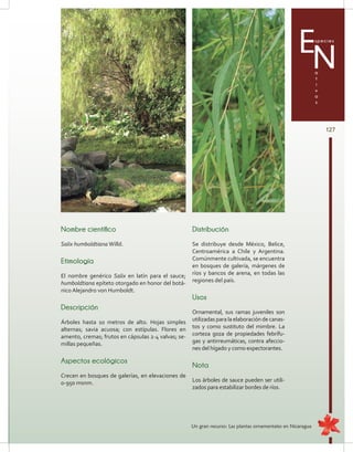 127
Especies
a
t
i
v
a
s
N
Nombre científico
Salix humboldtiana Willd.
Etimología
El nombre genérico Salix en latín para el sauce;
humboldtiana epíteto otorgado en honor del botá-
nico Alejandro von Humboldt.
Descripción
Árboles hasta 10 metros de alto. Hojas simples
alternas; savia acuosa; con estípulas. Flores en
amento, cremas; frutos en cápsulas 2-4 valvas; se-
millas pequeñas.
Aspectos ecológicos
Crecen en bosques de galerías, en elevaciones de
0-950 msnm.
Distribución
Se distribuye desde México, Belice,
Centroamérica a Chile y Argentina.
Comúnmente cultivada, se encuentra
en bosques de galería, márgenes de
ríos y bancos de arena, en todas las
regiones del país.
Usos
Ornamental, sus ramas juveniles son
utilizadas para la elaboración de canas-
tos y como sustituto del mimbre. La
corteza goza de propiedades febrífu-
gas y antirreumáticas, contra afeccio-
nes del hígado y como expectorantes.
Nota
Los árboles de sauce pueden ser utili-
zados para estabilizar bordes de ríos.
Un gran recurso: Las plantas ornamentales en Nicaragua
 