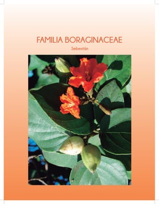 FAMILIA BORAGINACEAE
Sebestán
 