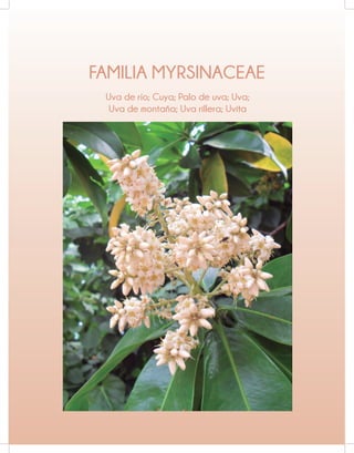 FAMILIA MYRSINACEAE
Uva de río; Cuya; Palo de uva; Uva;
Uva de montaña; Uva rillera; Uvita
 