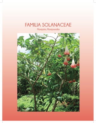 FAMILIA SOLANACEAE
Floripón; Floripondio
 