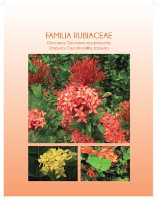 FAMILIA RUBIACEAE
Genciana; Genciana roja pequeña;
Icaquillo; Cruz de malta; Icaquito
 