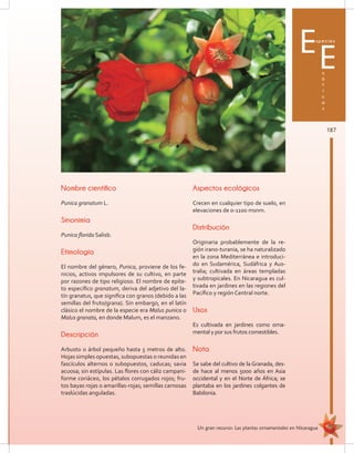 187
Un gran recurso: Las plantas ornamentales en Nicaragua
Especies
x
ó
t
i
c
a
s
E
Nombre científico
Punica granatum L.
Sinonimia
Punica florida Salisb.
Etimología
El nombre del género, Punica, proviene de los fe-
nicios, activos impulsores de su cultivo, en parte
por razones de tipo religioso. El nombre de epíte-
to específico granatum, deriva del adjetivo del la-
tín granatus, que significa con granos (debido a las
semillas del fruto/grana). Sin embargo, en el latín
clásico el nombre de la especie era Malus punica o
Malus granata, en donde Malum, es el manzano.
Descripción
Arbusto o árbol pequeño hasta 5 metros de alto.
Hojas simples opuestas, subopuestas o reunidas en
fascículos alternos o subopuestos, caducas; savia
acuosa; sin estípulas. Las flores con cáliz campani-
forme coriáceo, los pétalos corrugados rojos; fru-
tos bayas rojas o amarillas-rojas; semillas carnosas
traslúcidas anguladas.
Aspectos ecológicos
Crecen en cualquier tipo de suelo, en
elevaciones de 0-1100 msnm.
Distribución
Originaria probablemente de la re-
gión irano-turania, se ha naturalizado
en la zona Mediterránea e introduci-
do en Sudamérica, Sudáfrica y Aus-
tralia; cultivada en áreas templadas
y subtropicales. En Nicaragua es cul-
tivada en jardines en las regiones del
Pacífico y región Central norte.
Usos
Es cultivada en jardines como orna-
mental y por sus frutos comestibles.
Nota
Se sabe del cultivo de la Granada, des-
de hace al menos 5000 años en Asia
occidental y en el Norte de África; se
plantaba en los jardines colgantes de
Babilonia.
 