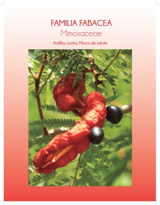 FAMILIA FABACEA
Mimosaceae
Ardillo; Lorito; Moco de jolote
 