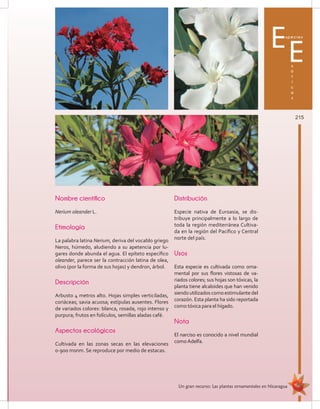 215
Un gran recurso: Las plantas ornamentales en Nicaragua
Especies
x
ó
t
i
c
a
s
E
Nombre científico
Nerium oleander L.
Etimología
La palabra latina Nerium, deriva del vocablo griego
Neros, húmedo, aludiendo a su apetencia por lu-
gares donde abunda el agua. El epíteto específico
oleander, parece ser la contracción latina de olea,
olivo (por la forma de sus hojas) y dendron, árbol.
Descripción
Arbusto 4 metros alto. Hojas simples verticiladas,
coriáceas; savia acuosa; estípulas ausentes. Flores
de variados colores: blanca, rosada, rojo intenso y
purpura; frutos en folículos, semillas aladas café.
Aspectos ecológicos
Cultivada en las zonas secas en las elevaciones
0-900 msnm. Se reproduce por medio de estacas.
Distribución
Especie nativa de Euroasia, se dis-
tribuye principalmente a lo largo de
toda la región mediterránea Cultiva-
da en la región del Pacífico y Central
norte del país.
Usos
Esta especie es cultivada como orna-
mental por sus flores vistosas de va-
riados colores; sus hojas son tóxicas, la
planta tiene alcaloides que han venido
siendoutilizadoscomoestimulantedel
corazón. Esta planta ha sido reportada
como tóxica para el hígado.
Nota
El narciso es conocido a nivel mundial
comoAdelfa.
 