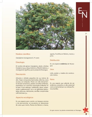 21
Especies
a
t
i
v
a
s
N
Nombre científico
Caesalpinia nicaraguensis G. P. Lewis
Etimología
El nombre del género Caesalpinia, alude a Andrea
Cesalpino (1524-1603), botánico y filósofo italiano, y
nicaraguensis significa, que es propia de Nicaragua.
Descripción
Arbustos o árboles pequeños de 3-9 metros de
alto. Hojas compuestas bipinnadas, alternas; savia
acuosa; con estípulas. Flores con cáliz densamen-
te dorado-tomentoso; pétalos amarillos brillantes,
estandarte con manchas anaranjado brillantes en
la base. Fruto oblongo, subfalcado, plano, pubes-
cente o glabrescente, con o sin glándulas pedicu-
ladas obscuras, dehiscente; semillas comprimidas
café lustrosas 3-4.
Aspectos ecológicos
Es una especie poco común, en bosques encinos
y de pino-encinos, se encuentra en elevaciones
de 1100-1400 msnm; florece de febrero a marzo,
agosto, fructifica en febrero, marzo y
junio.
Distribución
Es una especie endémica de Nicara-
gua.
Usos
Leña, postes y madera de construc-
ción rústica.
Nota
Es una especie que además de ser
endémica, presenta un alto potencial
como ornamental por sus vistosas flo-
res amarillas.
Un gran recurso: Las plantas ornamentales en Nicaragua
 