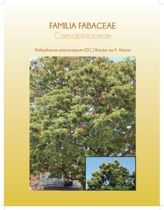 FAMILIA FABACEAE
Peltophorum pterocarpum (DC.) Backer ex K. Heyne
Caesalpiniaceae
 