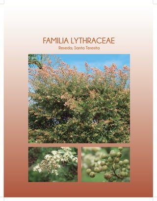 FAMILIA LYTHRACEAE
Reseda; Santa Teresita
 