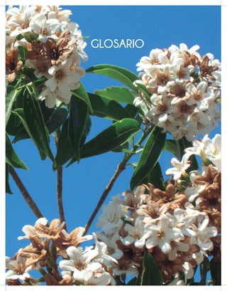 l
o
s
a
r
i
o
G
240
Un gran recurso: Las plantas ornamentales en Nicaragua
240
Un gran recurso: Las plantas ornamentales en Nicaragua
GLOSARIO
 