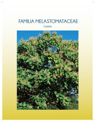 FAMILIA MELASTOMATACEAE
Caimito
 
