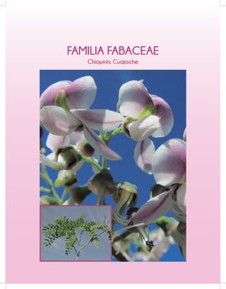 FAMILIA FABACEAE
Chiquirín; Cuajoche
 