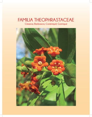 FAMILIA THEOPHRASTACEAE
Cimarra; Barbasco; Conjiniquil; Guirrique
 