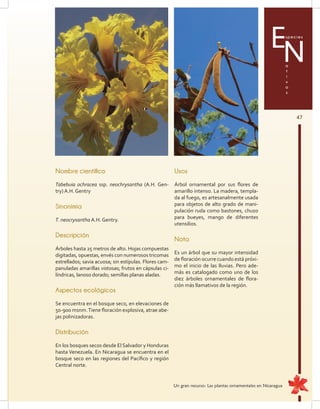 47
Especies
a
t
i
v
a
s
N
Nombre científico
Tabebuia ochracea ssp. neochrysantha (A.H. Gen-
try) A.H. Gentry
Sinonimia
T. neocrysantha A.H. Gentry.
Descripción
Árboles hasta 25 metros de alto. Hojas compuestas
digitadas, opuestas, envés con numerosos tricomas
estrellados; savia acuosa; sin estípulas. Flores cam-
panuladas amarillas vistosas; frutos en cápsulas ci-
líndricas, lanoso dorado; semillas planas aladas.
Aspectos ecológicos
Se encuentra en el bosque seco, en elevaciones de
50-900 msnm.Tiene floración explosiva, atrae abe-
jas polinizadoras.
Distribución
En los bosques secos desde El Salvador y Honduras
hasta Venezuela. En Nicaragua se encuentra en el
bosque seco en las regiones del Pacífico y región
Central norte.
Usos
Árbol ornamental por sus flores de
amarillo intenso. La madera, templa-
da al fuego, es artesanalmente usada
para objetos de alto grado de mani-
pulación ruda como bastones, chuzo
para bueyes, mango de diferentes
utensilios.
Nota
Es un árbol que su mayor intensidad
de floración ocurre cuando está próxi-
mo el inicio de las lluvias. Pero ade-
más es catalogado como uno de los
diez árboles ornamentales de flora-
ción más llamativos de la región.
Un gran recurso: Las plantas ornamentales en Nicaragua
 