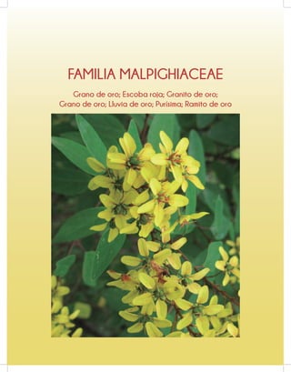 FAMILIA MALPIGHIACEAE
Grano de oro; Escoba roja; Granito de oro;
Grano de oro; Lluvia de oro; Purísima; Ramito de oro
 