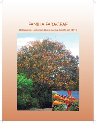 FAMILIA FABACEAE
Helequeme; Elequeme; Huelequema; Gallito de playa
 