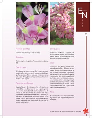 81
Especies
a
t
i
v
a
s
N
Nombre científico
Gliricidia sepium (Jacq) Kunth exWalp.
Sinonimia
Robinia sepium Jacq.; Lonchocarpus sepium (Jacq.)
DC.
Descripción
Árboles de 12-20 metros de alto. Hojas compues-
tas pinnadas, alternas; savia acuosa; estípulas pe-
queñas caducas. Flores rosadas; frutos en vainas
aplanadas duras, dehiscentes; semillas café-amari-
llentas a café-rojizas.
Aspectos ecológicos
Especie fijadora de nitrógeno. Su polinización es
entomófila por abejorros. Es una especie pione-
ra agresiva, bien adaptada a un amplio rango de
suelos en climas húmedos a subhúmedos, inclu-
yendo sitios moderadamente ácidos e infértiles; se
encuentra en elevaciones de 0-1000 msnm. Se ve
favorecido por perturbaciones humanas y ha colo-
nizado grandes áreas, siguiendo la destrucción de
bosque seco nativo.
Distribución
Distribuida de México a Panamá. Cul-
tivada en todo el país, pero probable-
mente nativa en bosques deciduos
secos de la región del Pacífico.
Usos
Usada para leña, forraje, construcción
de poste, horcones y artesanía. Buena
para la producción de abono verde. Se
usa en asocio con cultivos. Usado tam-
bién en planes de reforestación y en la
recuperación de suelos degradados.
Las hojas, raíces, semillas y corteza son
venenosas para los roedores, perros; la
corteza u hojas secas, molidas y mez-
cladas con maíz cocido se usan a veces
como veneno para ratas. Especie orna-
mental. Especie melífera.
Nota
Es considerado como el segundo árbol
leguminoso más importante para usos
múltiples.
Un gran recurso: Las plantas ornamentales en Nicaragua
 