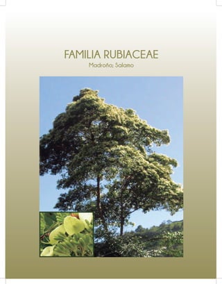 FAMILIA RUBIACEAE
Madroño; Salamo
 