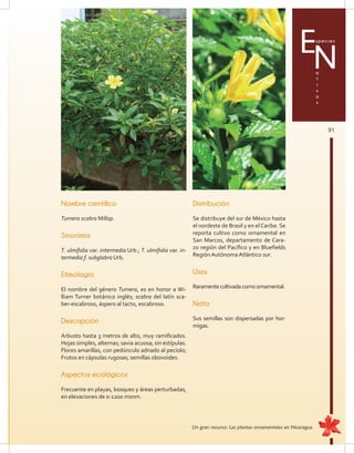 91
Especies
a
t
i
v
a
s
N
Nombre científico
Turnera scabra Millsp.
Sinonimia
T. ulmifolia var. intermedia Urb.; T. ulmifolia var. in-
termedia f. subglabra Urb.
Etimología
El nombre del género Turnera, es en honor a Wi-
lliam Turner botánico inglés; scabra del latín sca-
ber-escabroso, áspero al tacto, escabroso.
Descripción
Arbusto hasta 3 metros de alto, muy ramificados.
Hojas simples, alternas; savia acuosa; sin estípulas.
Flores amarillas, con pedúnculo adnado al pecíolo;
Frutos en cápsulas rugosas; semillas obovoides.
Aspectos ecológicos
Frecuente en playas, bosques y áreas perturbadas,
en elevaciones de 0-1200 msnm.
Distribución
Se distribuye del sur de México hasta
el nordeste de Brasil y en elCaribe. Se
reporta cultivo como ornamental en
San Marcos, departamento de Cara-
zo región del Pacífico y en Bluefields
Región Autónoma Atlántico sur.
Usos
Raramentecultivadacomoornamental.
Nota
Sus semillas son dispersadas por hor-
migas.
Un gran recurso: Las plantas ornamentales en Nicaragua
 