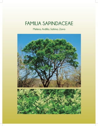 FAMILIA SAPINDACEAE
Melero; Ardillo; Sahíno; Zorro
 