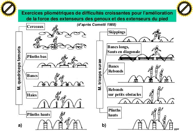 MUSCULATION D BUTANT