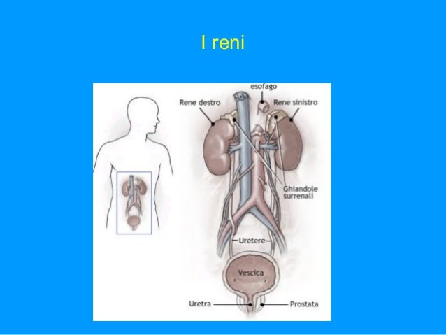 Reni