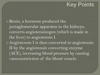  Renin,
a hormone produced the
juxtaglomerular apparatus in the kidneys,
converts angiotensinogen (which is made in
the liver) to angiotensin I.
 Angiotensin I is then converted to angiotensin
II by the angiotensin converting enzyme
(ACE), increasing blood pressure by causing
vasoconstriction of the blood vessels.