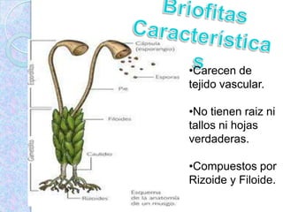 Reino Vegetal y Animal | PPTX