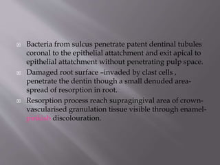  Bacteria from sulcus penetrate patent dentinal tubules
coronal to the epithelial attatchment and exit apical to
epithelial attatchment without penetrating pulp space.
 Damaged root surface –invaded by clast cells ,
penetrate the dentin though a small denuded area-
spread of resorption in root.
 Resorption process reach supragingival area of crown-
vascularised granulation tissue visible through enamel-
pinkish discolouration.
 