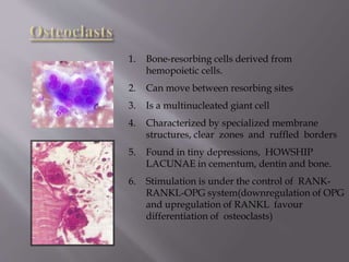 1. Bone-resorbing cells derived from
hemopoietic cells.
2. Can move between resorbing sites
3. Is a multinucleated giant cell
4. Characterized by specialized membrane
structures, clear zones and ruffled borders
5. Found in tiny depressions, HOWSHIP
LACUNAE in cementum, dentin and bone.
6. Stimulation is under the control of RANK-
RANKL-OPG system(downregulation of OPG
and upregulation of RANKL favour
differentiation of osteoclasts)
 