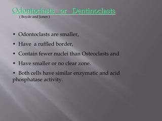 • Odontoclasts are smaller,
• Have a ruffled border,
• Contain fewer nuclei than Osteoclasts and
• Have smaller or no clear zone.
• Both cells have similar enzymatic and acid
phosphatase activity.
Odontoclasts or Dentinoclasts
( Boyde and Jones )
 