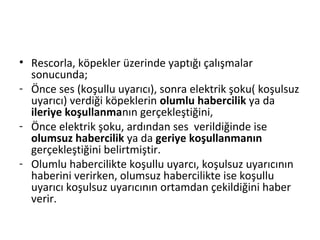 • Rescorla, köpekler üzerinde yaptığı çalışmalar
sonucunda;
- Önce ses (koşullu uyarıcı), sonra elektrik şoku( koşulsuz
uyarıcı) verdiği köpeklerin olumlu habercilik ya da
ileriye koşullanmanın gerçekleştiğini,
- Önce elektrik şoku, ardından ses verildiğinde ise
olumsuz habercilik ya da geriye koşullanmanın
gerçekleştiğini belirtmiştir.
- Olumlu habercilikte koşullu uyarcı, koşulsuz uyarıcının
haberini verirken, olumsuz habercilikte ise koşullu
uyarıcı koşulsuz uyarıcının ortamdan çekildiğini haber
verir.
 