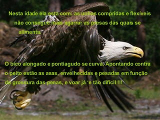 Nesta idade ela esta com: as unhas compridas e flexíveis não consegue mais agarrar as presas das quais se alimenta. O bico alongado e pontiagudo se curva. Apontando contra o peito estão as asas, envelhecidas e pesadas em função  da grossura das penas, e voar já ‘e tão difícil !!! 