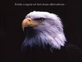 Então a águia só tem duas alternativas : 
