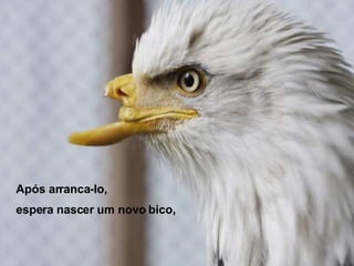 Após arranca-lo, espera nascer um novo bico,  