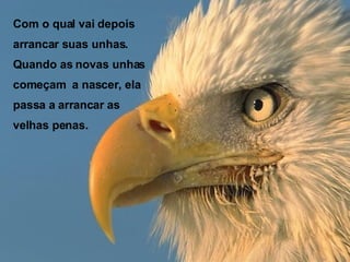 Com o qual vai depois arrancar suas unhas. Quando as novas unhas começam  a nascer, ela passa a arrancar as velhas penas. 